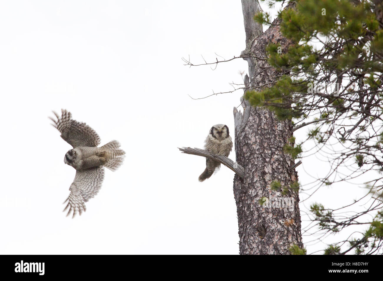 Parting. A pair of barred owls. During mating behaviour, male feeds female and flies to hunt Stock Photo