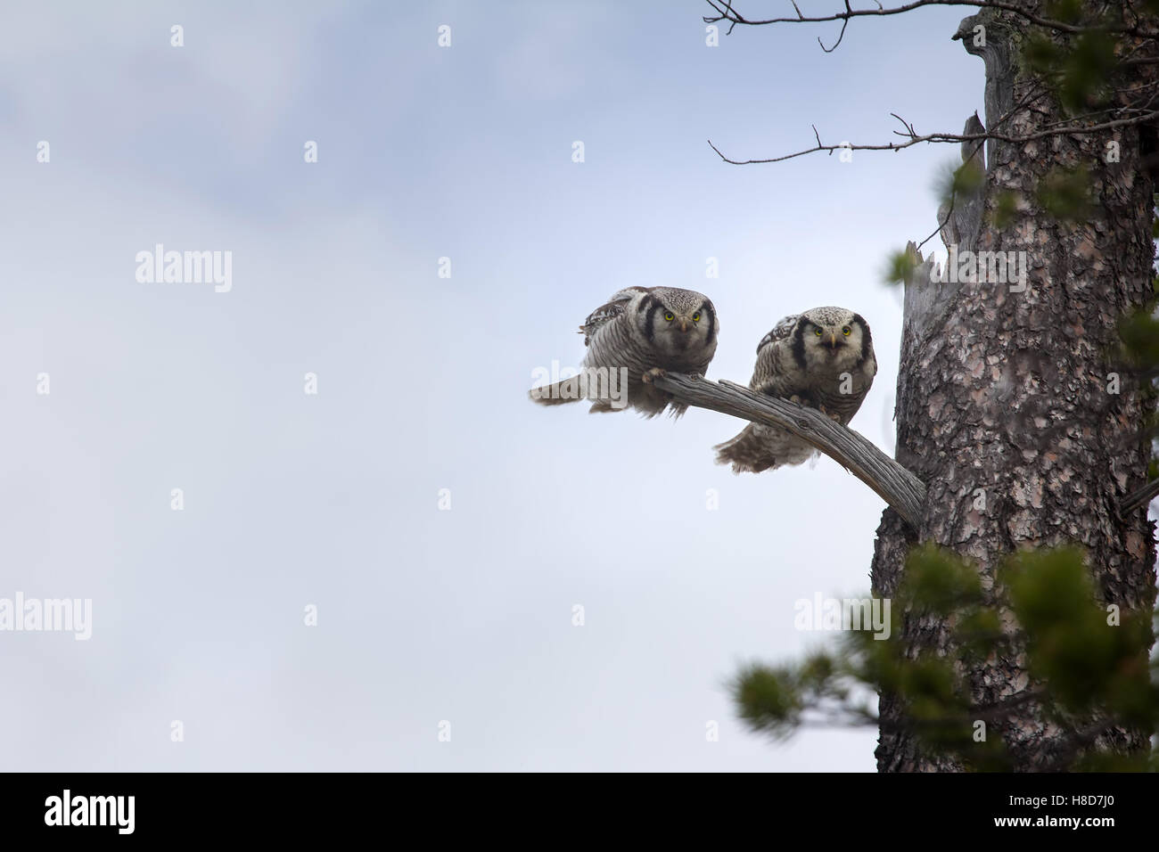 Wonderful married couple. Pair of  hawk owl (Surnia ulula) on dry tree in taiga. Stock Photo