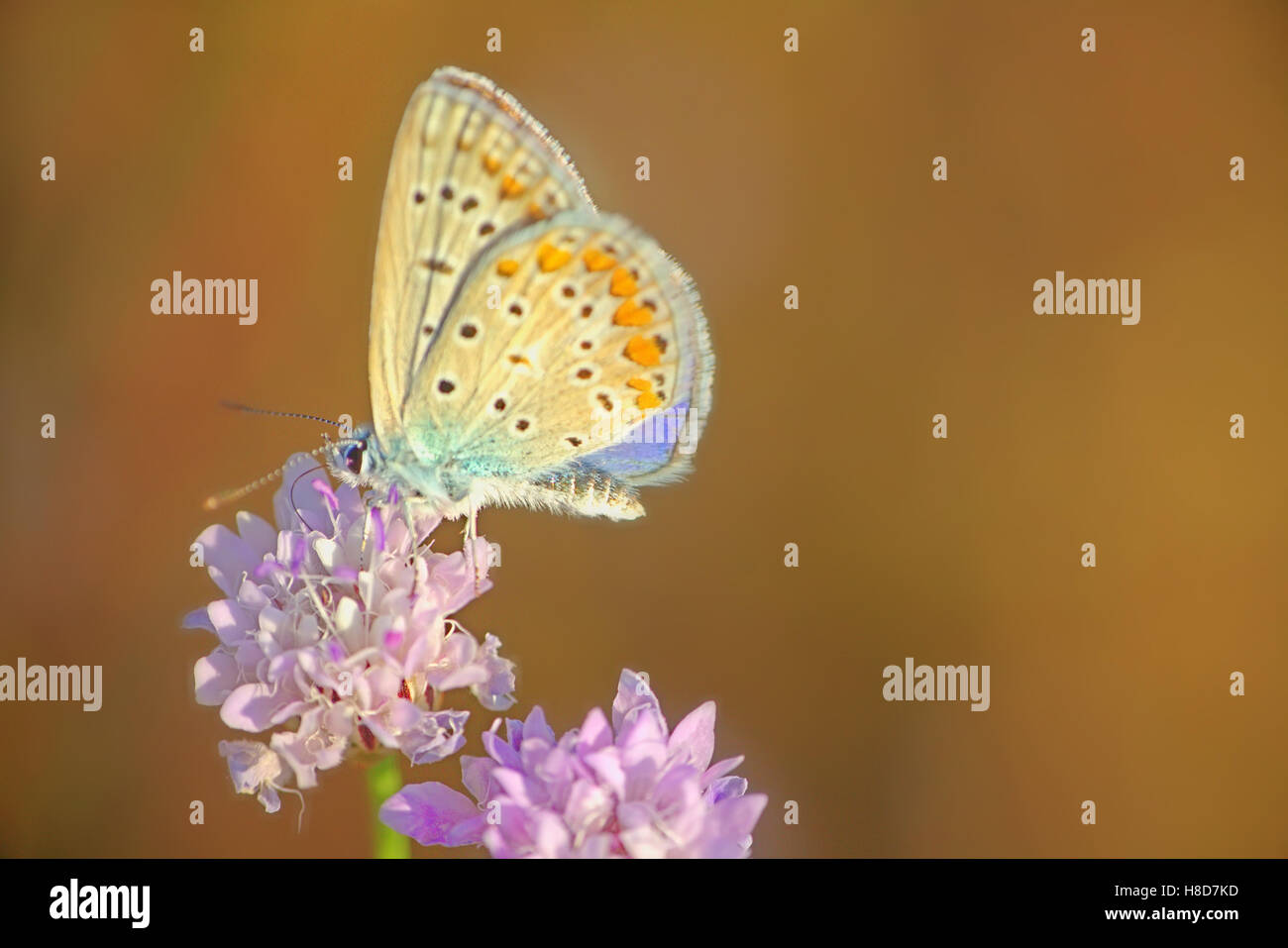 Elegant gossamer-winged butterflies (Lycaenidae) from steppes of Crimea 1. Feed on white flowers Stock Photo