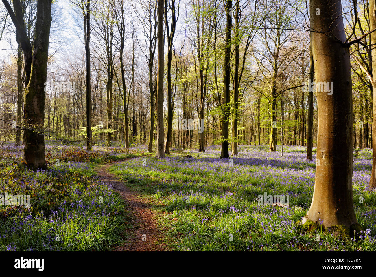 Path leading through early bluebells in West Woods Stock Photo