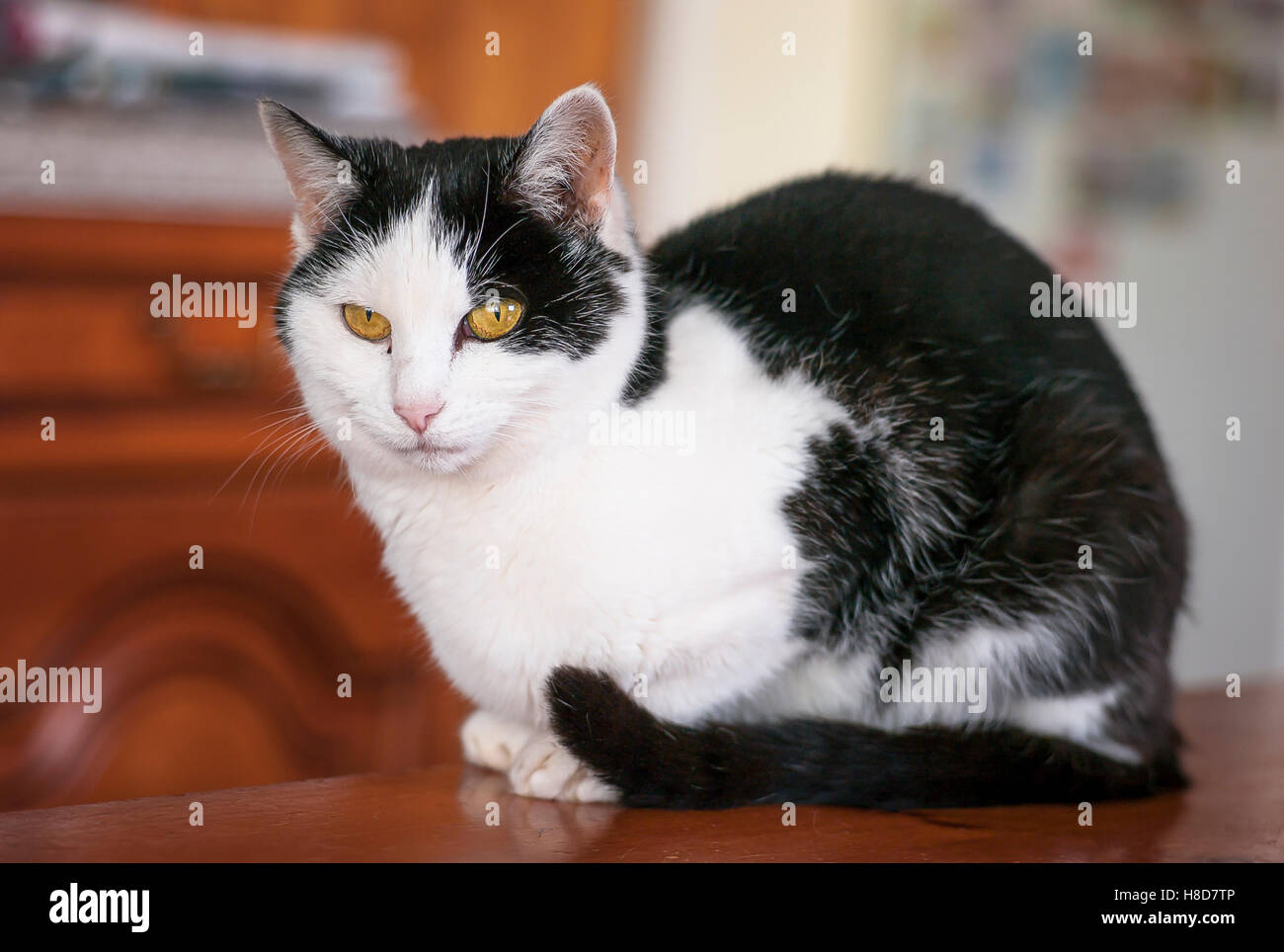 Black and white cat indoors on a table Stock Photo