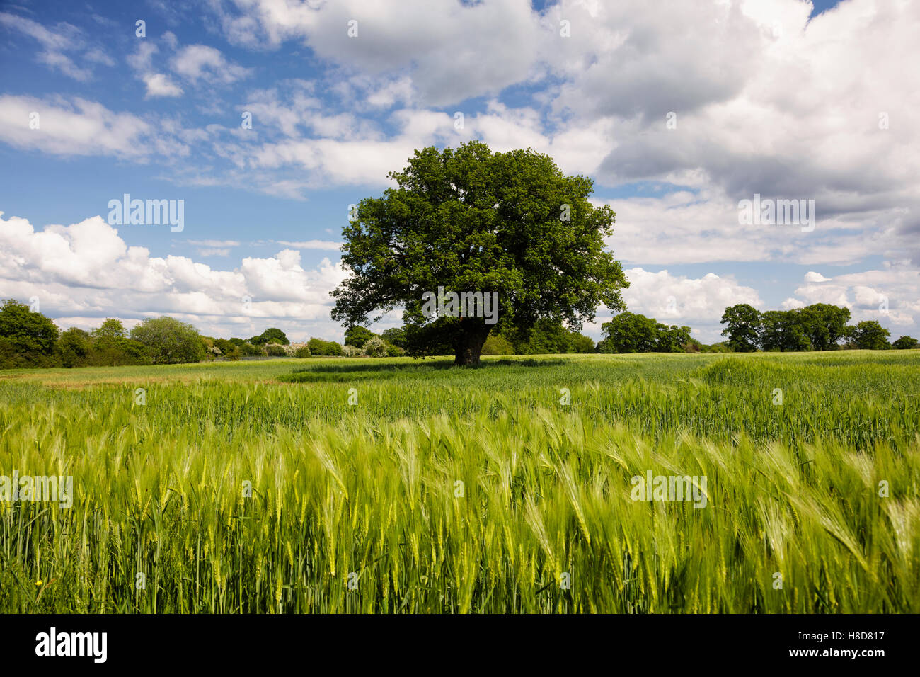 Large single oak tree in a field of young green barley under a summer sky Stock Photo