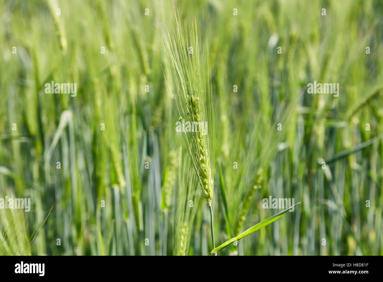 Field of young green barley plants in the spring. One plant stands out sharply against the rest of the field Stock Photo