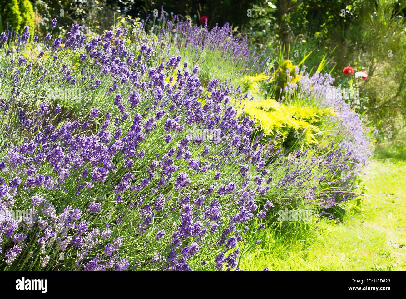 Lavender garden on the fringe of a lawn in an English garden Stock Photo