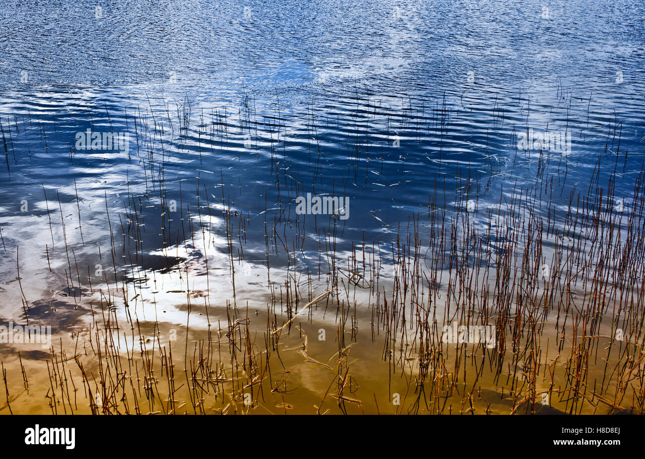Wetland waterscape with warm and cool color palette. Stock Photo