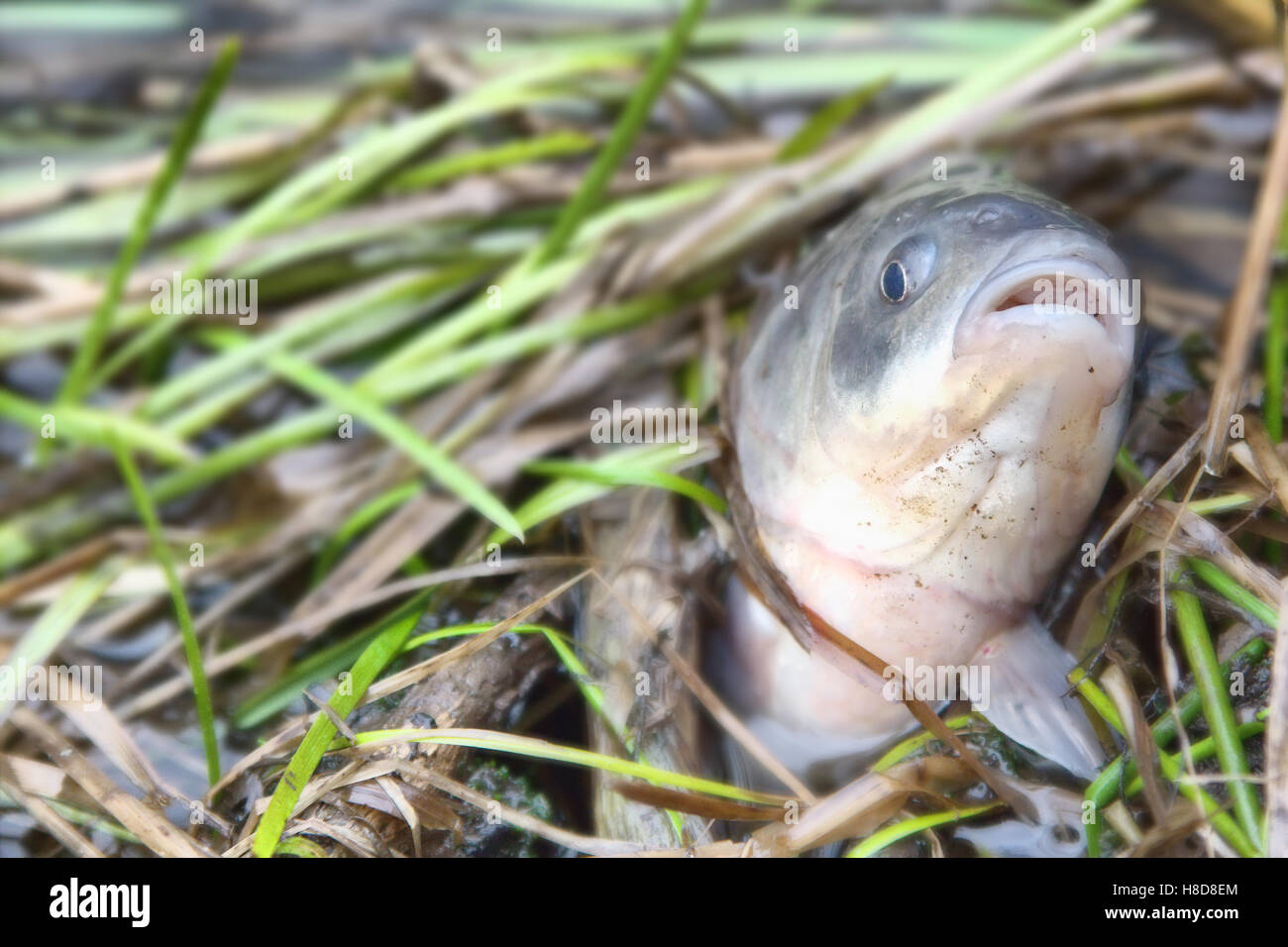 Carp stuck among sedges and breathes wide-open mouth. Stock Photo