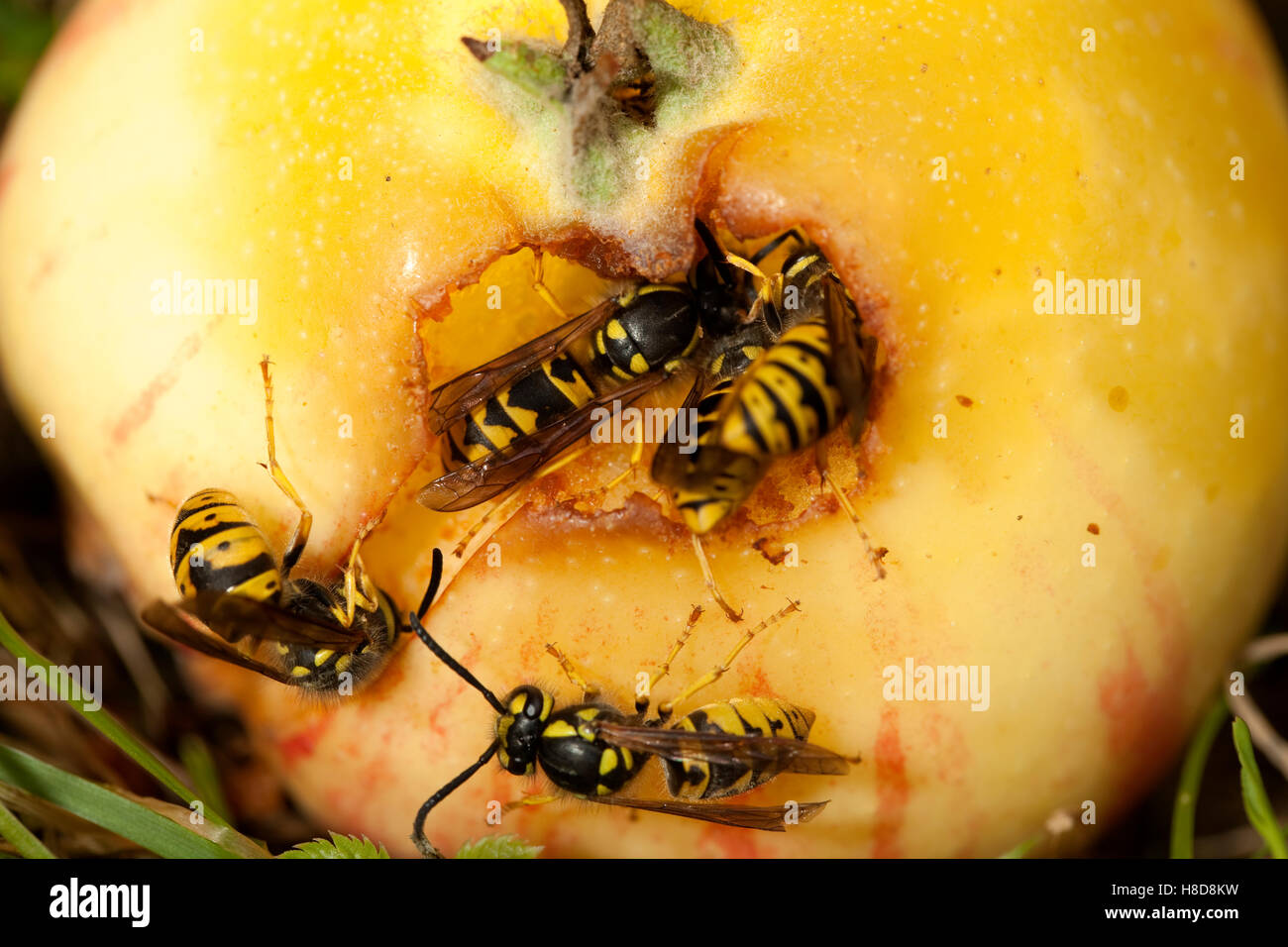 wasps' group sits and eat apple in garden Stock Photo