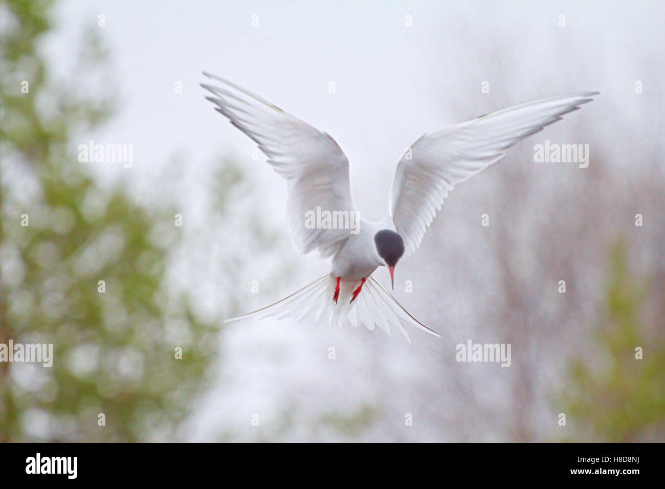 Hunting behavior. Arctic tern (Sterna paradisaea) scans for prey transfixed on spot. Hanging bird on background of blurred fores Stock Photo