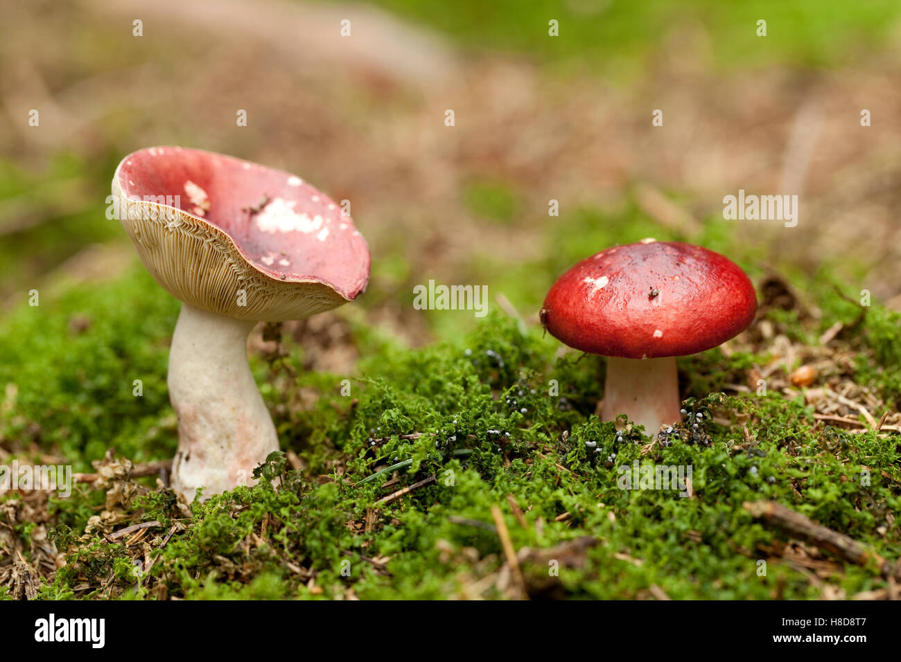 red mushroom inedible ( Russula paludosa) in forest Stock Photo