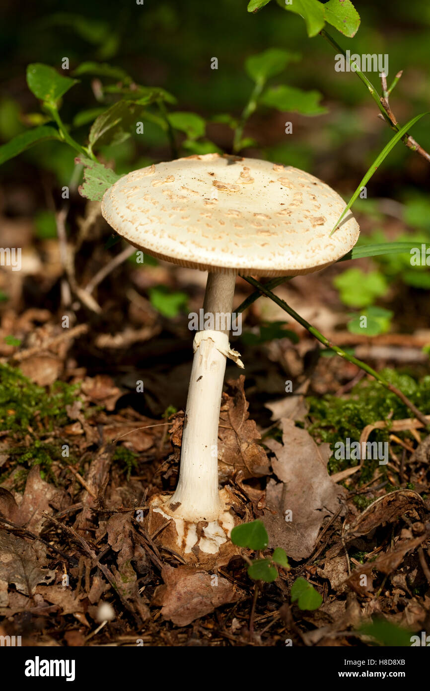 spotted mushroom poisonous in dry leaf Stock Photo