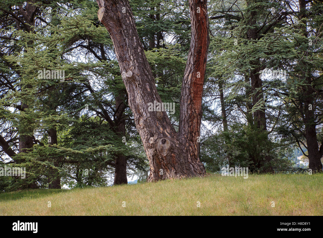 Pinus sabiniana the common names ghost pine Stock Photo