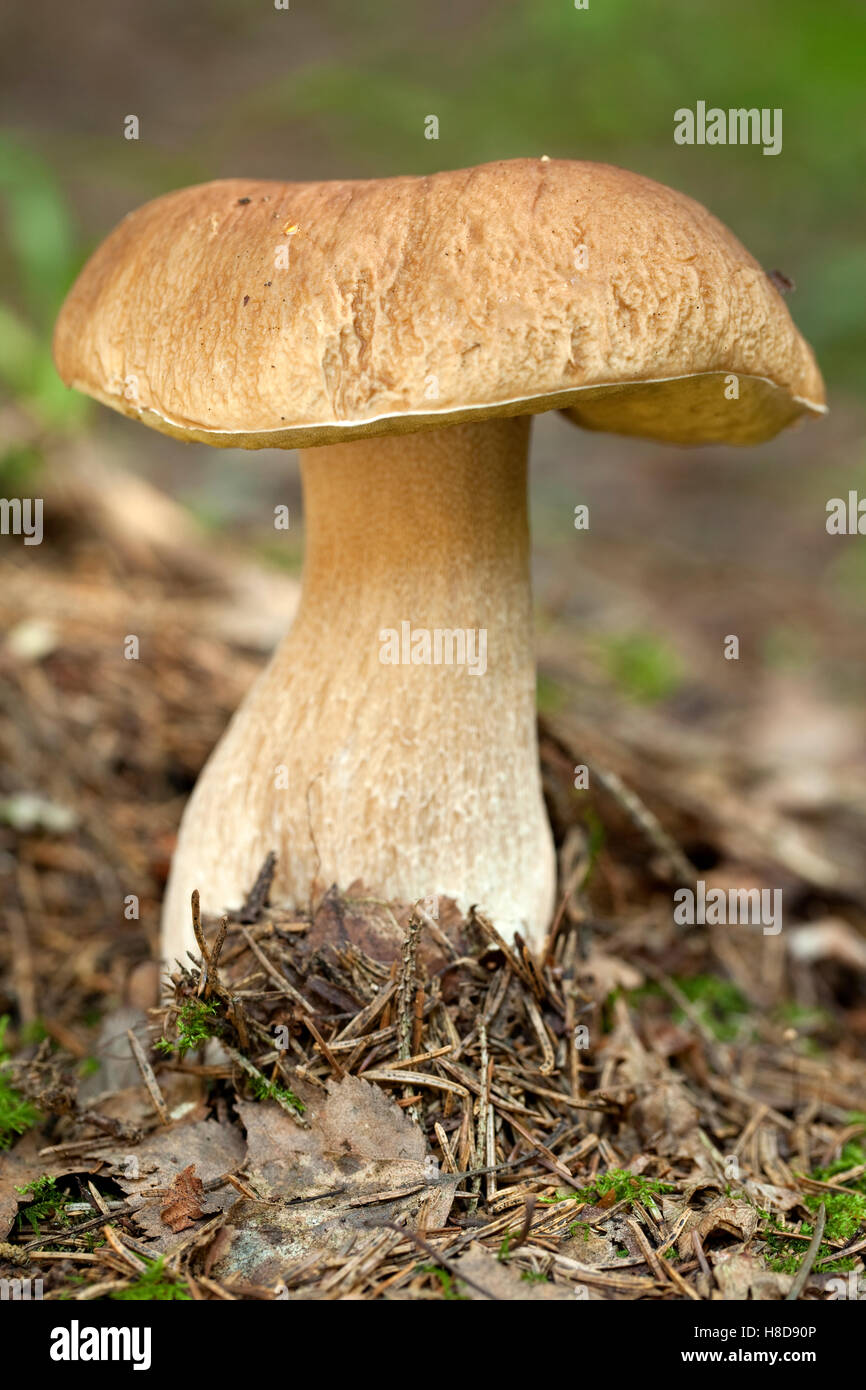 edible mushroom (Boletus edulis Bull) in forest Stock Photo
