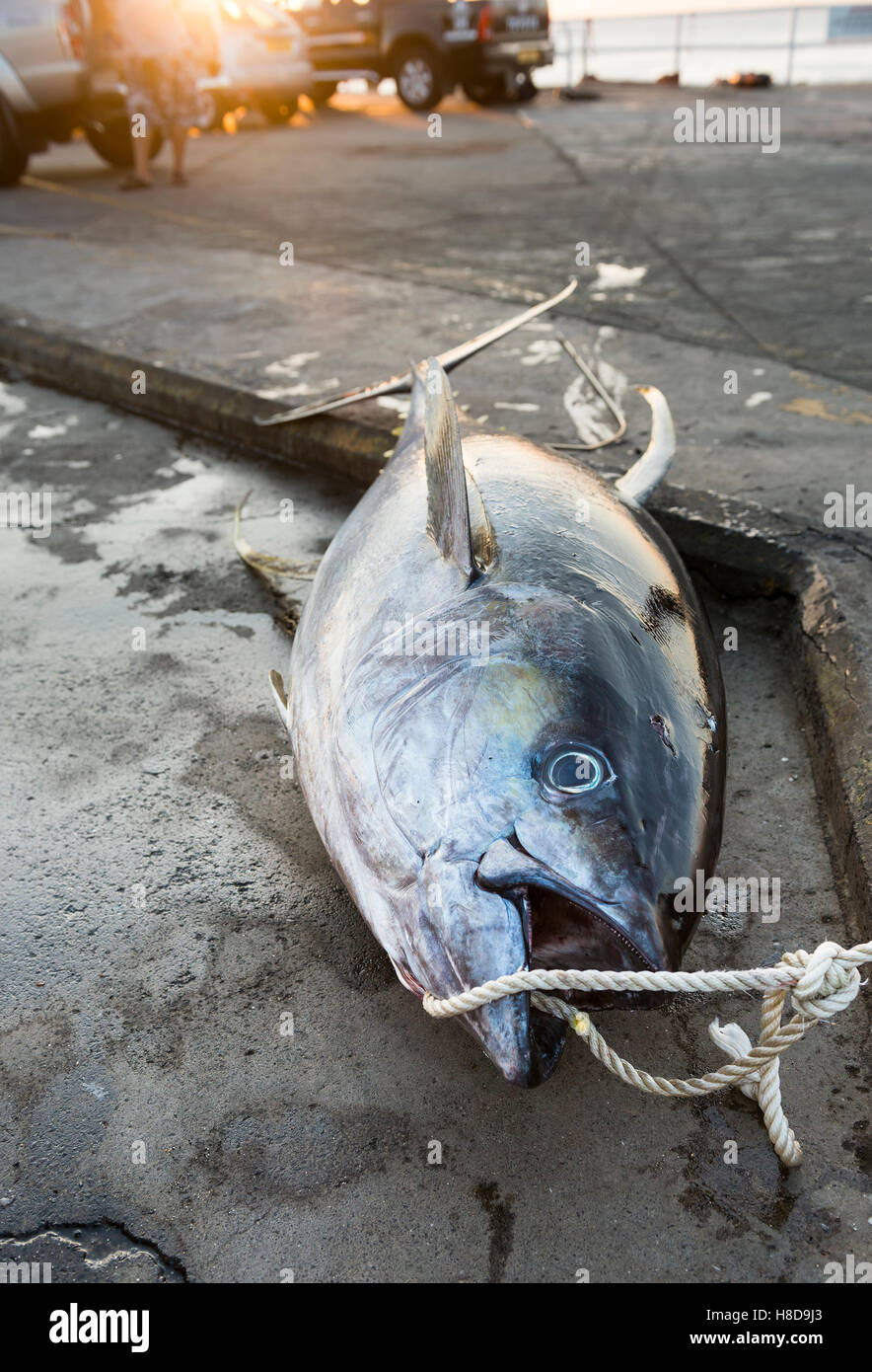 Ascension island wharf, fresh landed yellow fin tuna which has been caught by Freedivers spearfishing Stock Photo