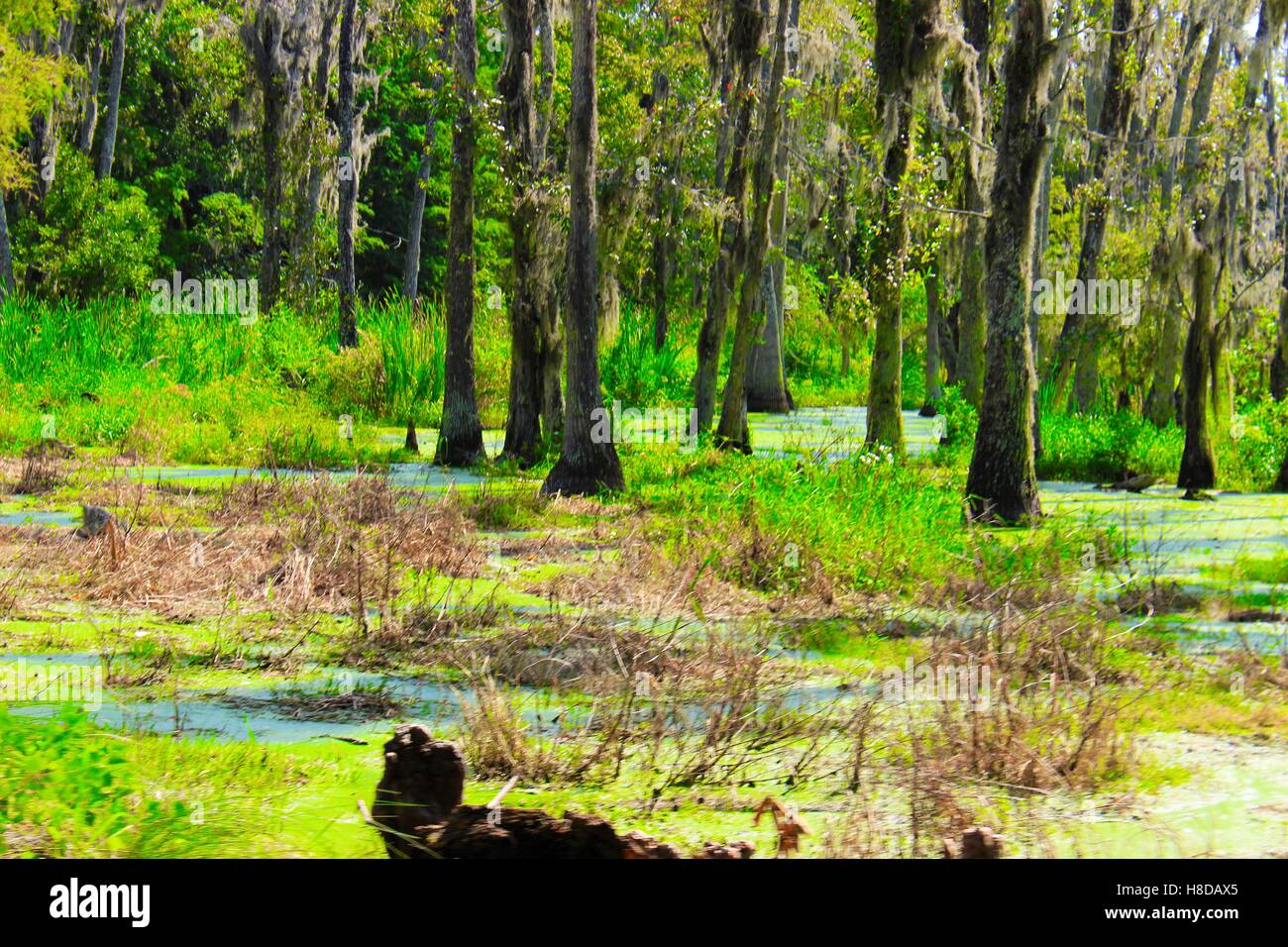 Swamp marsh mire fen bog hires stock photography and images Alamy