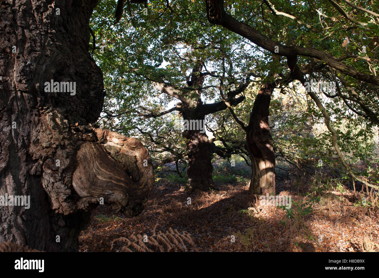 Sherwood forest ancient oaks hi-res stock photography and images - Alamy