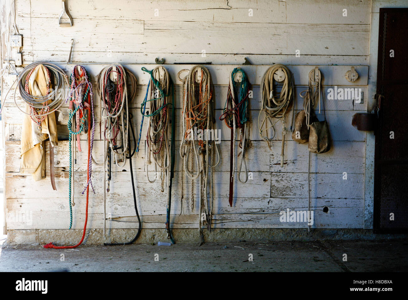 Horse tackle hanging against barn wall Stock Photo