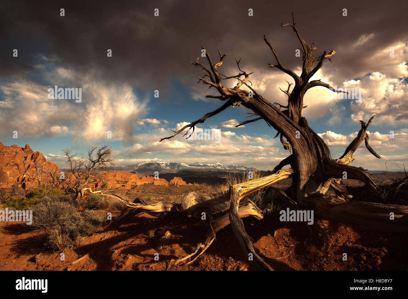 Dead tree in red desert Stock Photo - Alamy
