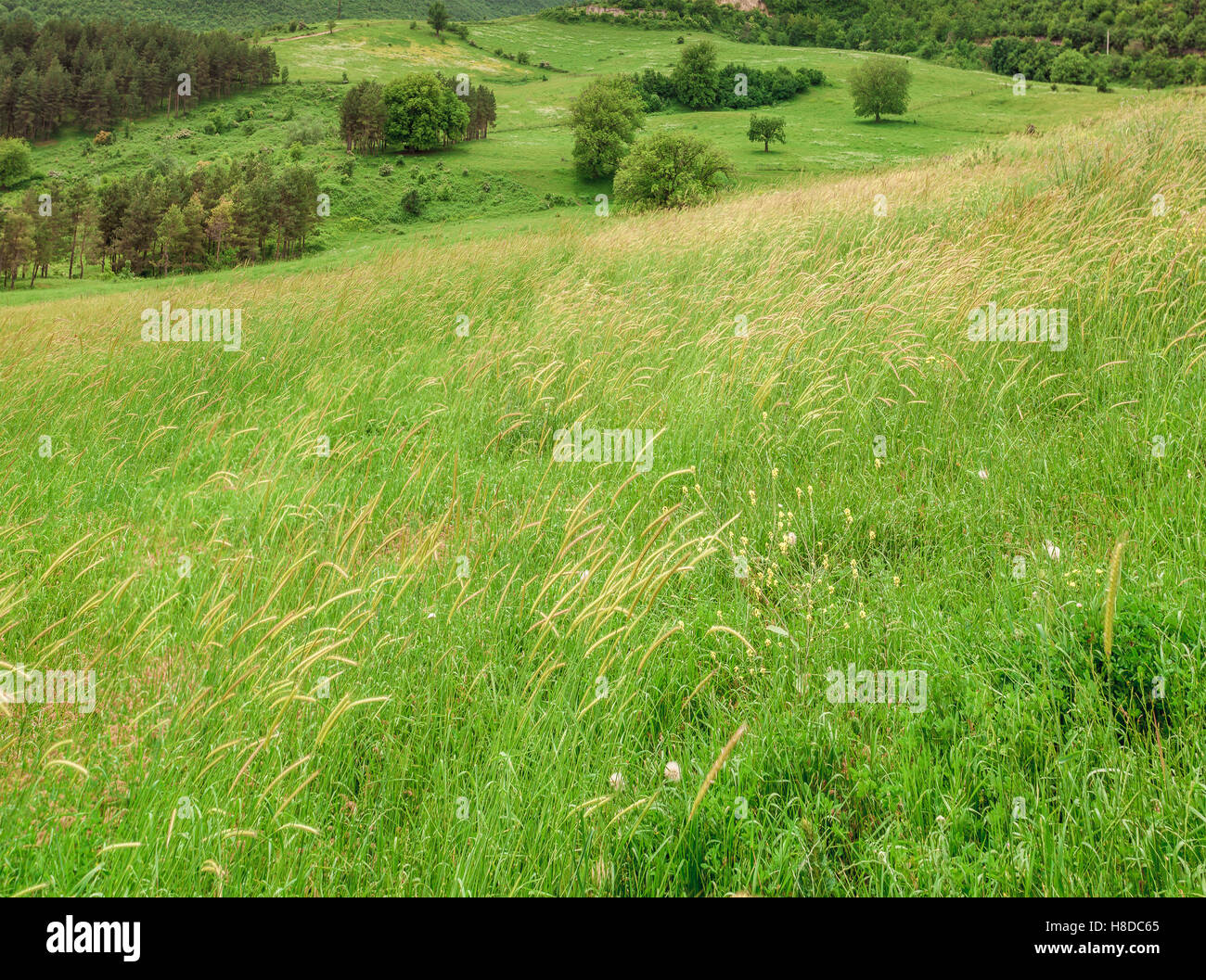 green meadow in mountains Stock Photo - Alamy