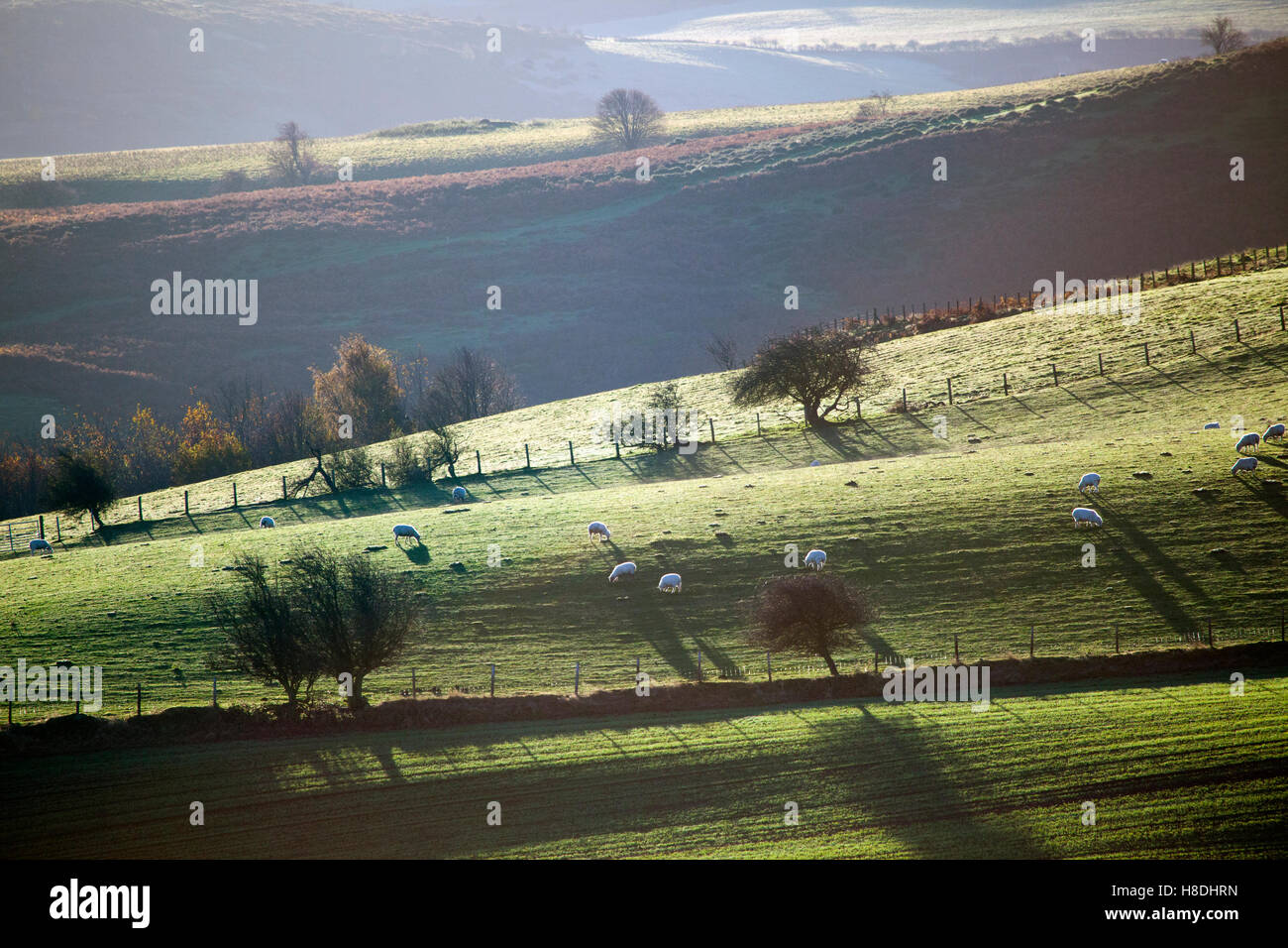 Morning sun begins the bathe the East side of the Clwydian HIlls located in North Wales with upland sheep grazing on the land on a upland sheep farm Stock Photo