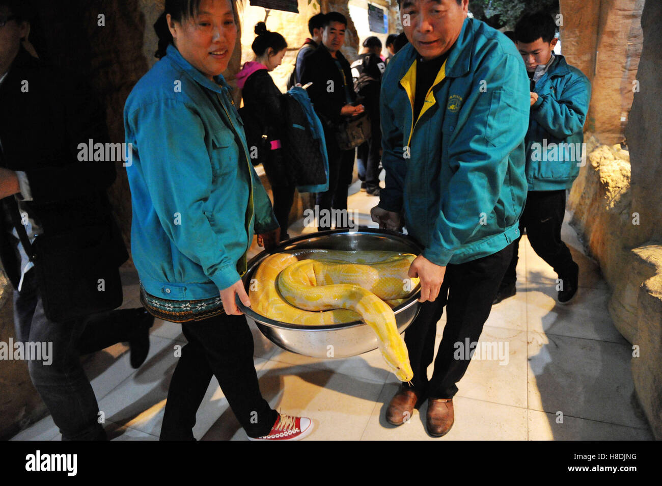 Two large snakes hi-res stock photography and images - Alamy