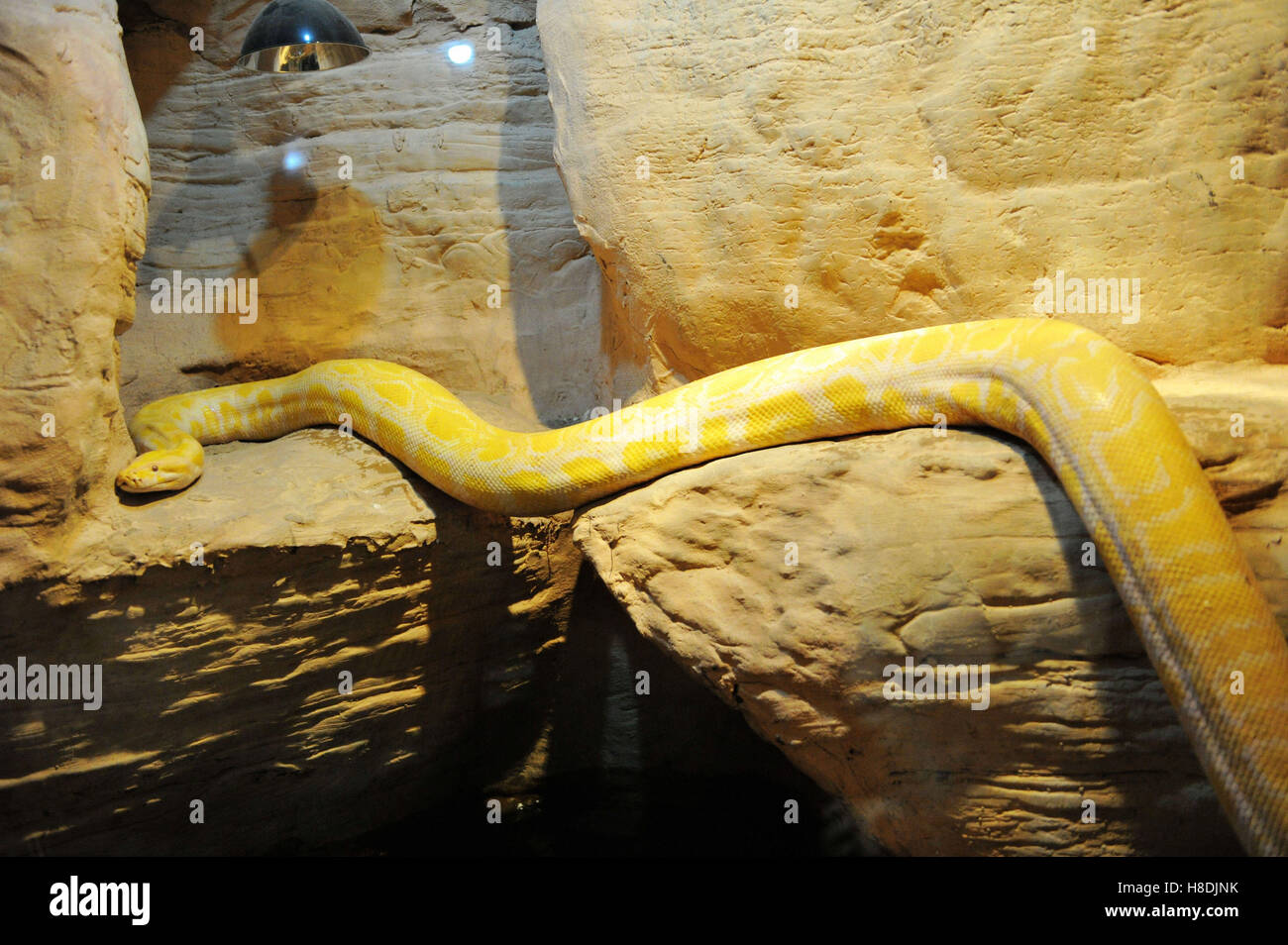 Qingdao, Qingdao, China. 10th Nov, 2016. The Burmese python at Qingdao ...
