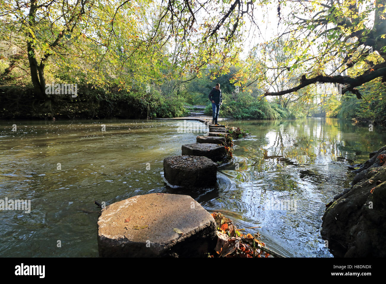 Dorking Surrey England UK 11th November 2016. Autumn leaves above the