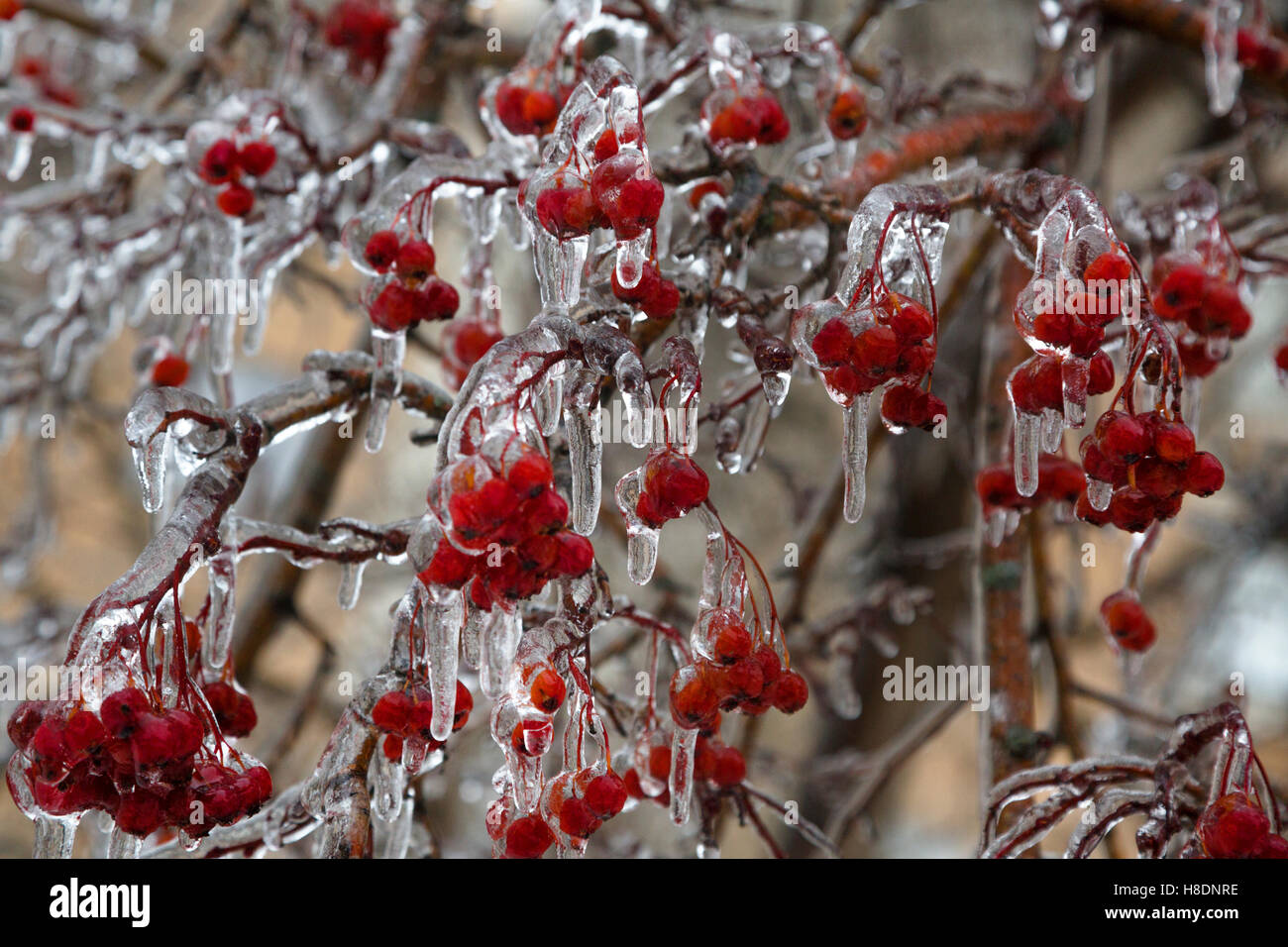 Moscow, Russia. 11th Nov, 2016, Consequences of ice storm in Moscow, Russia Stock Photo