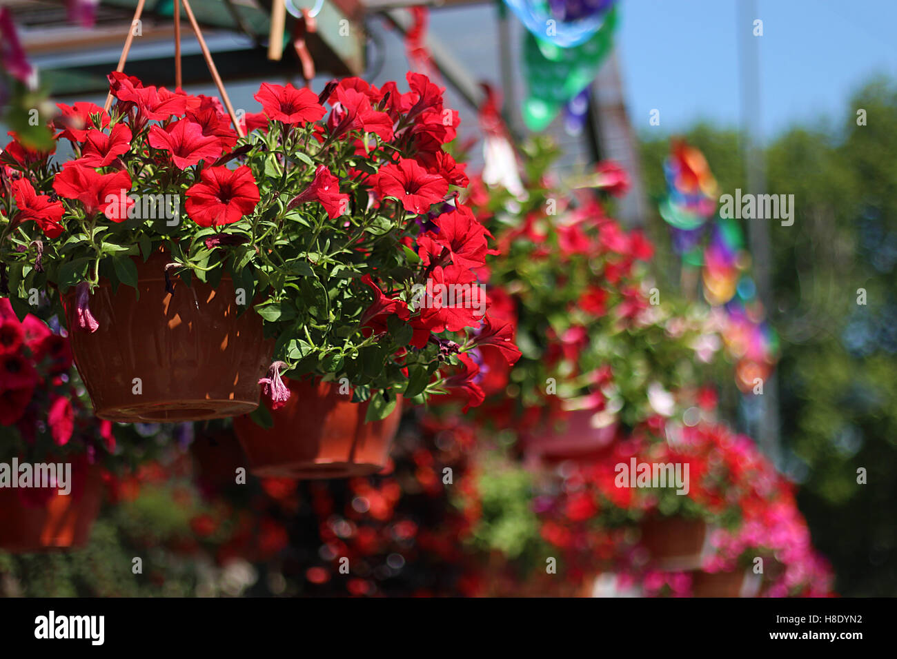 Saksıdaki kırmızı çiçekler Stock Photo