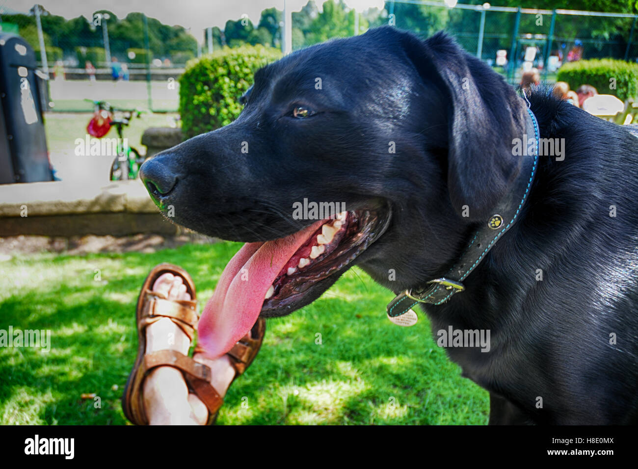 Black Labrador sits in the shade with long tongue out on a hot day in the park after a walk