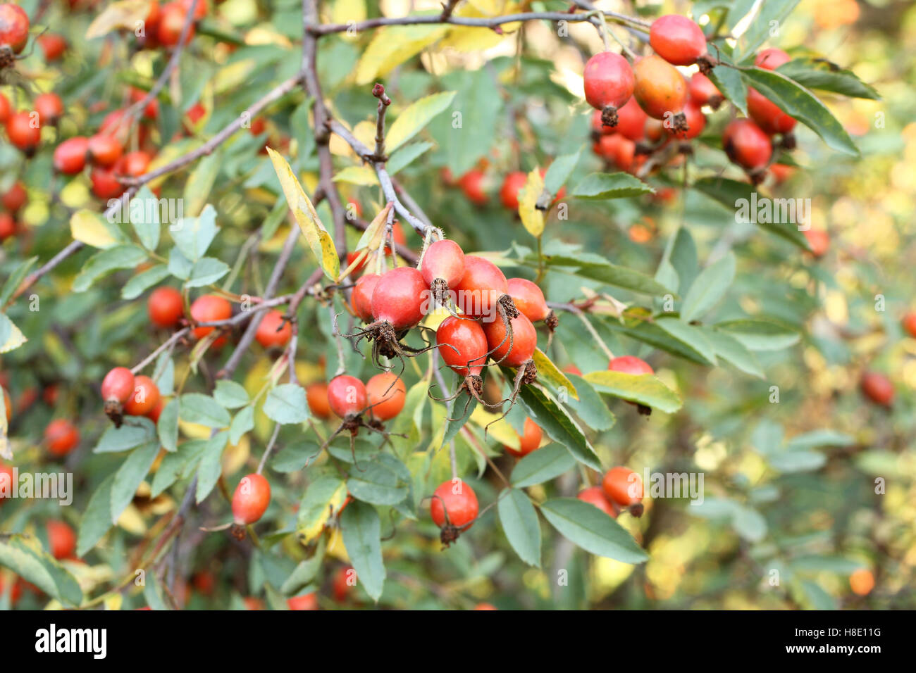 Rose hips fruit plant hi-res stock photography and images - Alamy