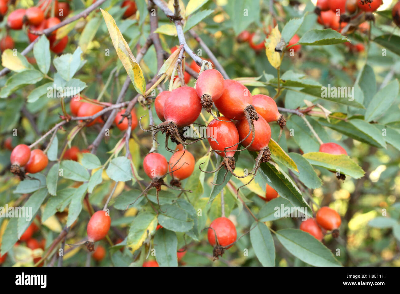 Ripe wild rose hi-res stock photography and images - Alamy