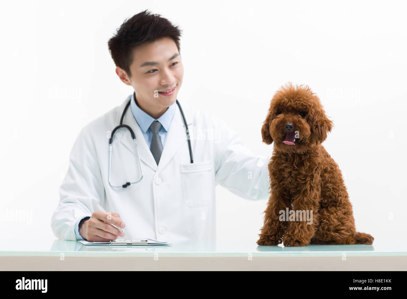 Chinese veterinarian examining a cute poodle Stock Photo Alamy