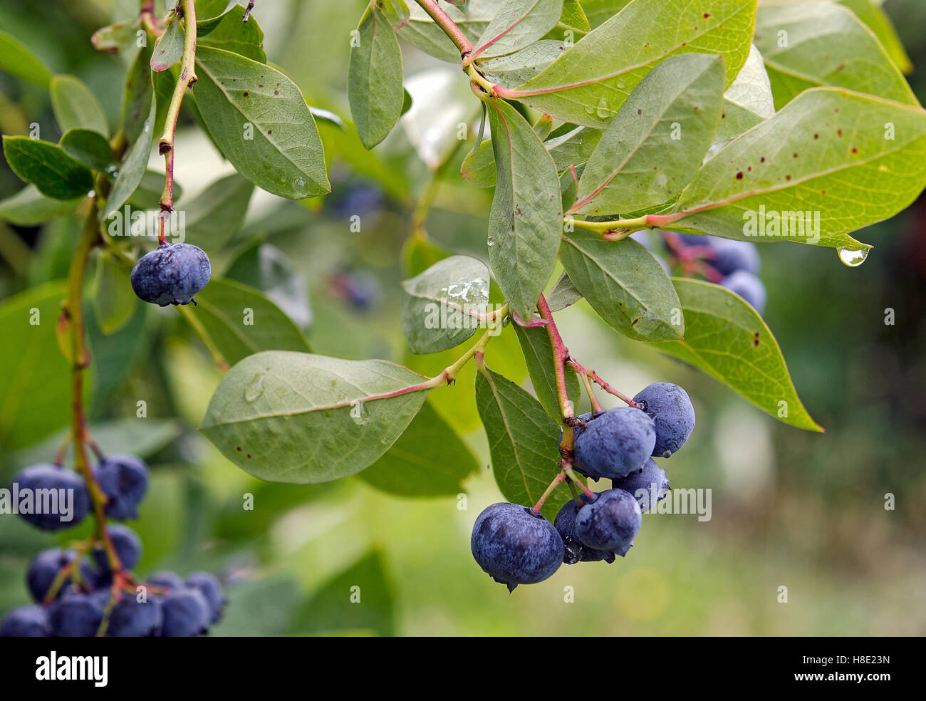 ripe blueberries on bush with raindrop Stock Photo