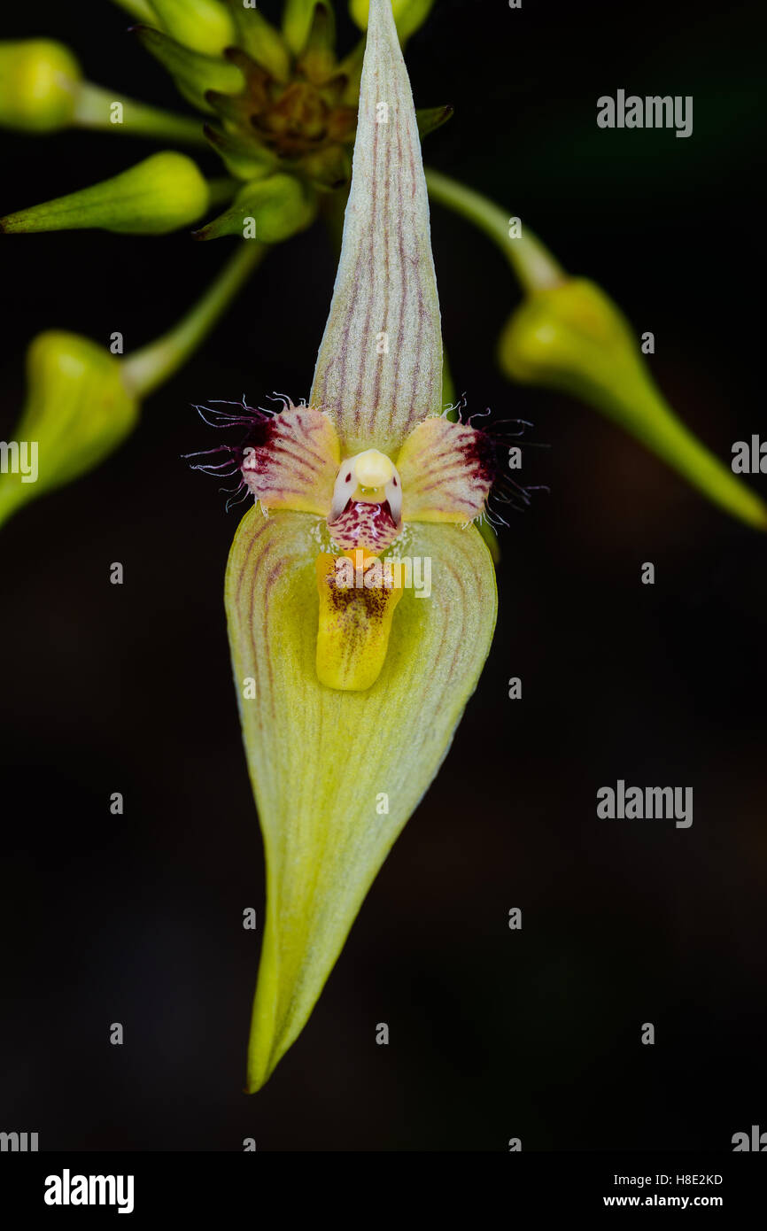 Bulbophyllum blepharistes Rchb. f. Rare species wild orchids in forest of Thailand, at Phu Kradueng National Park Stock Photo