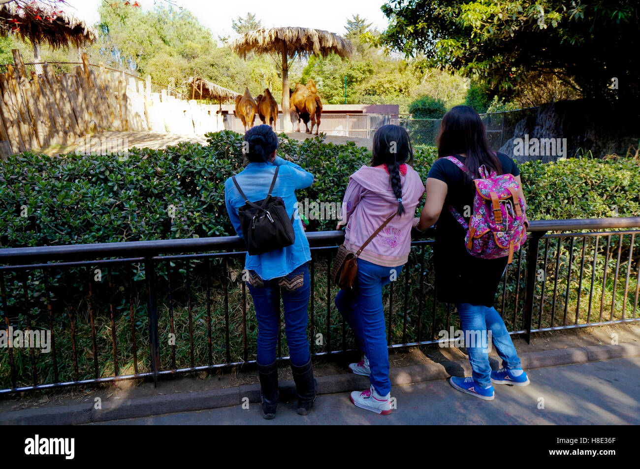 The Chapultepec Zoo in Chapultepec Park, Mexico City, Mexico Stock Photo