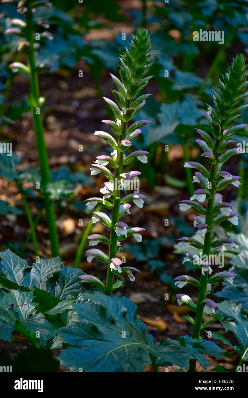 Acanthus mollis bear's breeches hi-res stock photography and images - Alamy