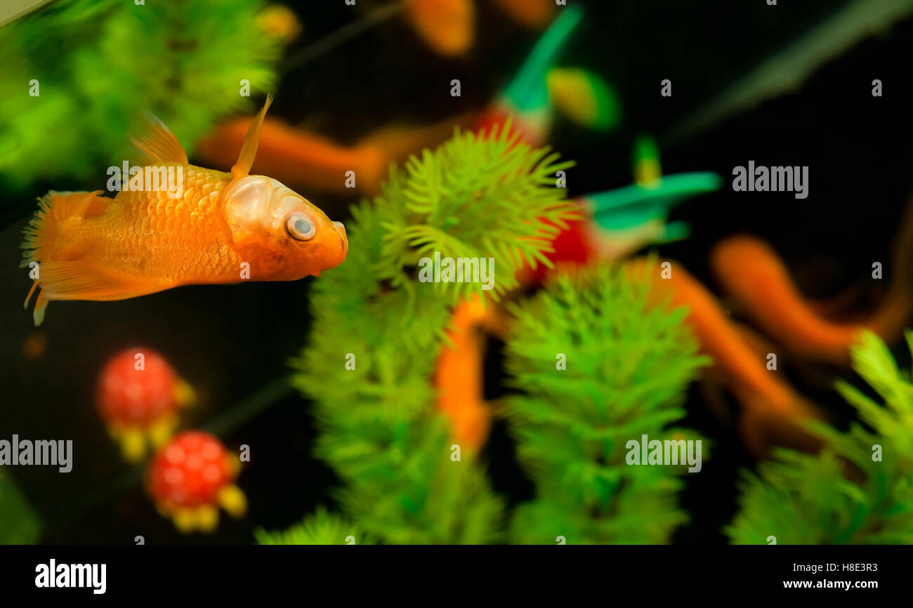a dead gold fish floating on top and some swimming underneath Stock Photo