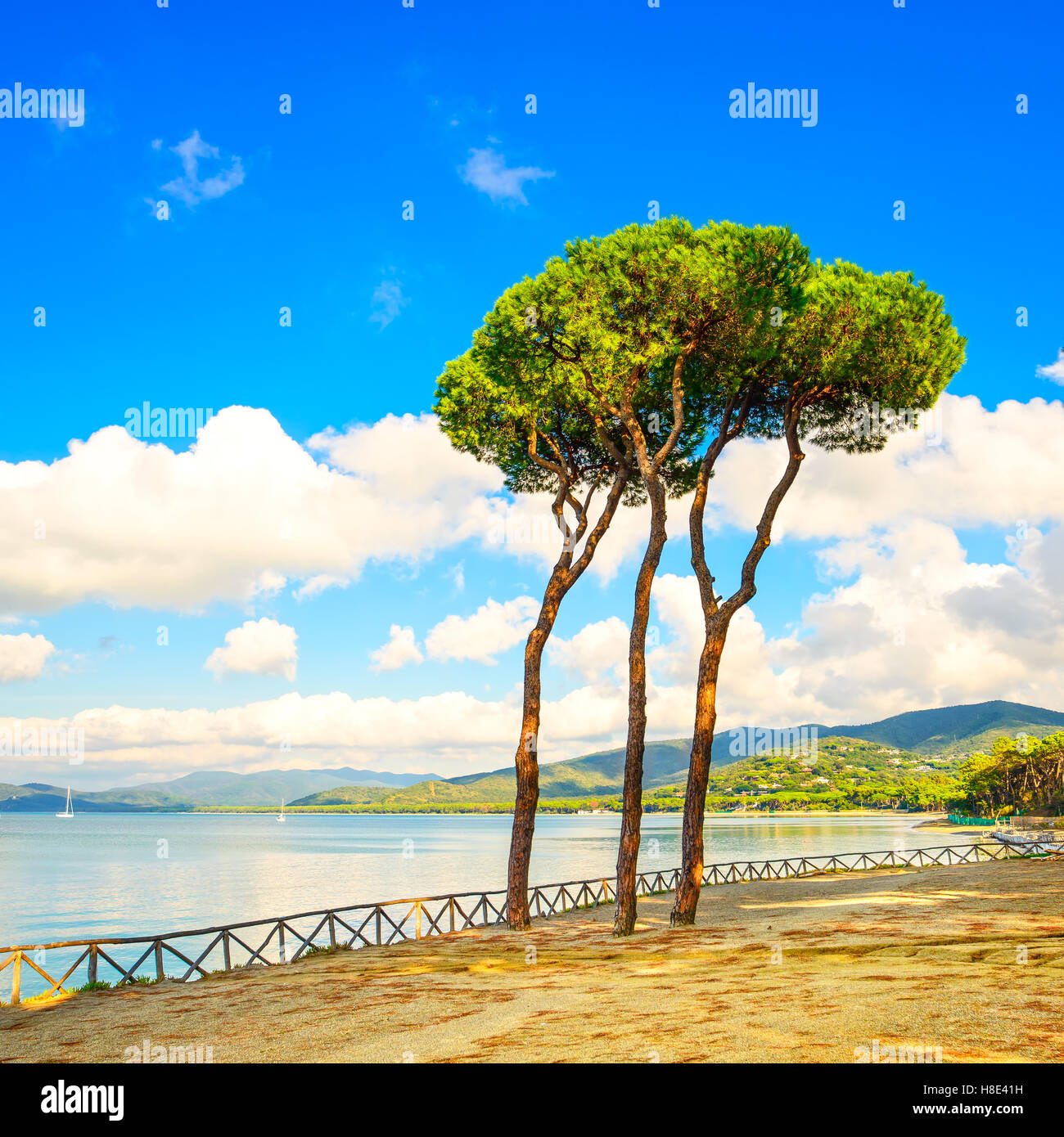 Pine tree group on the beach and sea bay background. Punta Ala, Tuscany, Italy Stock Photo