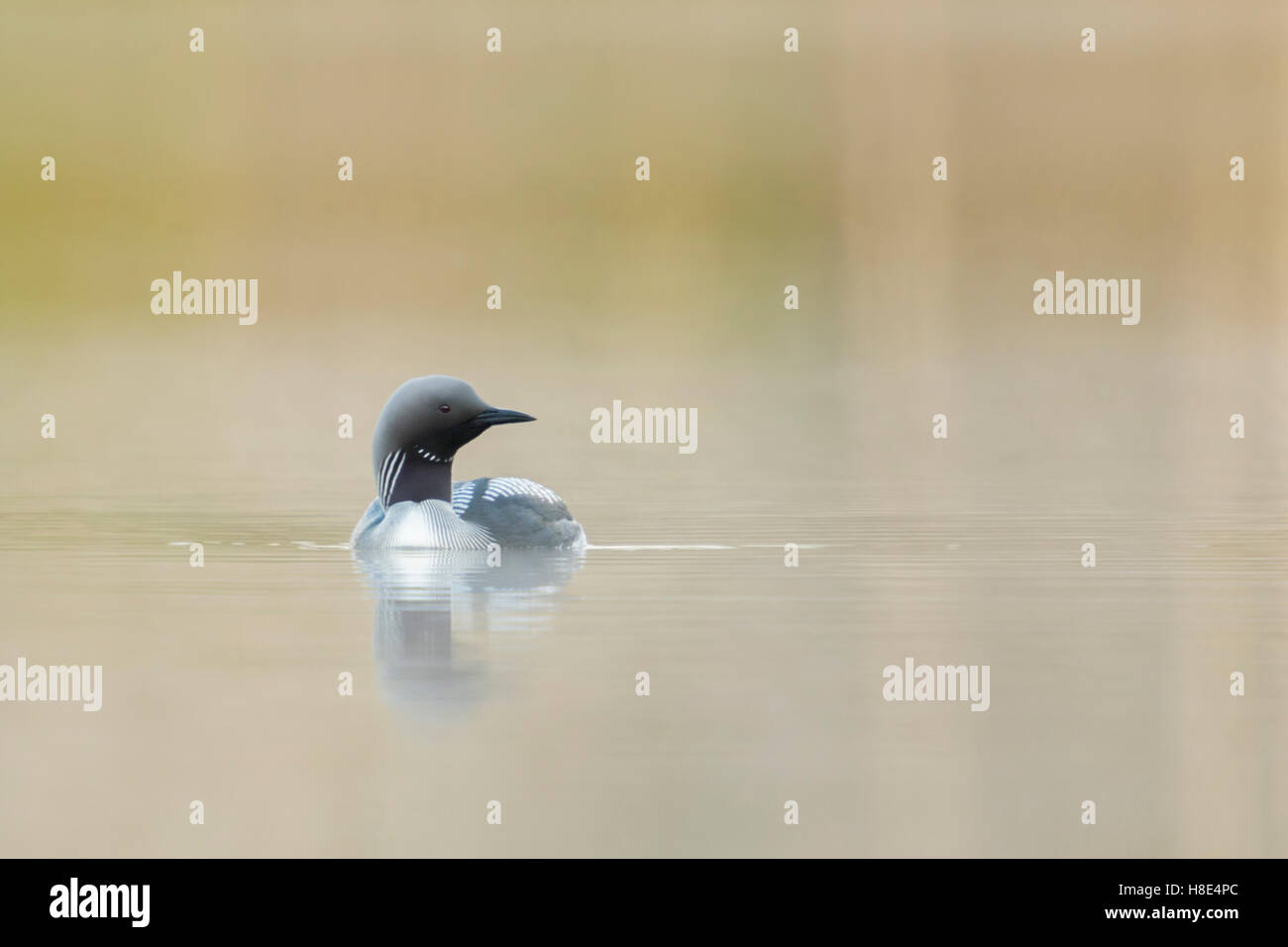 Black-throated Loon / Arctic Loon ( Gavia arctica ), in breeding dress, on a lake in Sweden, Scandinavia, frontal view. Stock Photo