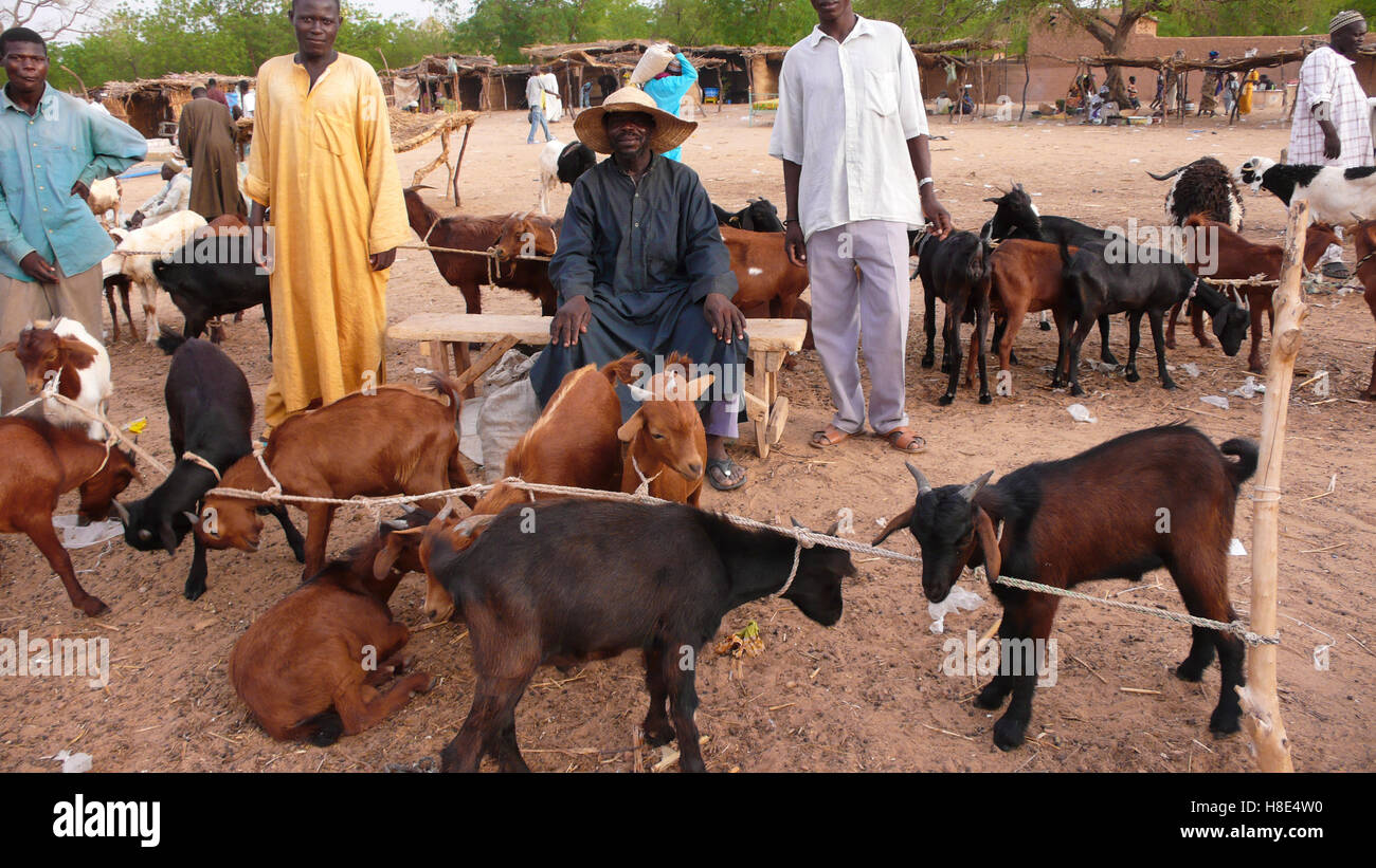 Rural livestock in Niger, Africa Stock Photo