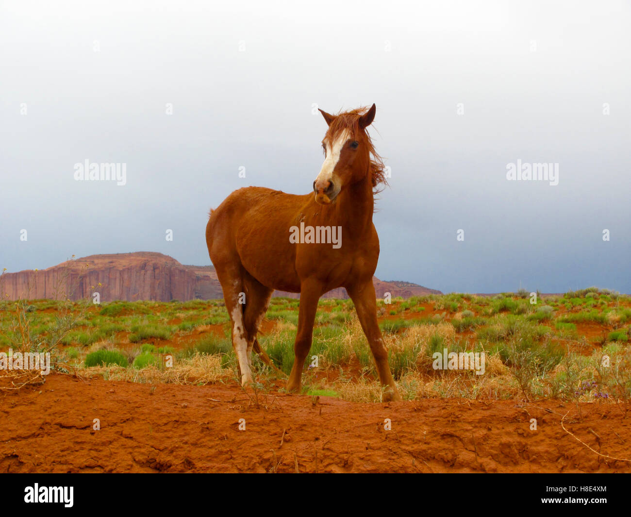 Wild horse in Monument Valley Stock Photo