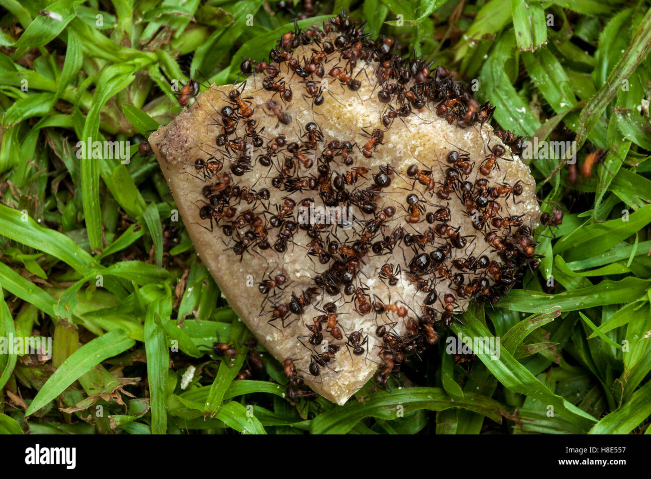 Close up of swarm of ants eating discarded dog bone lying on wet green