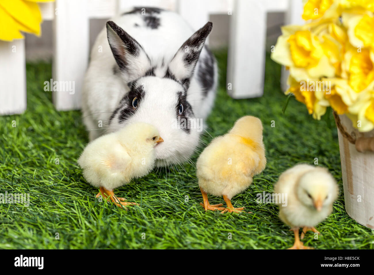 Black And White Rabbit And Small Chicken Run And A Walk In The Garden Stock Photo Alamy