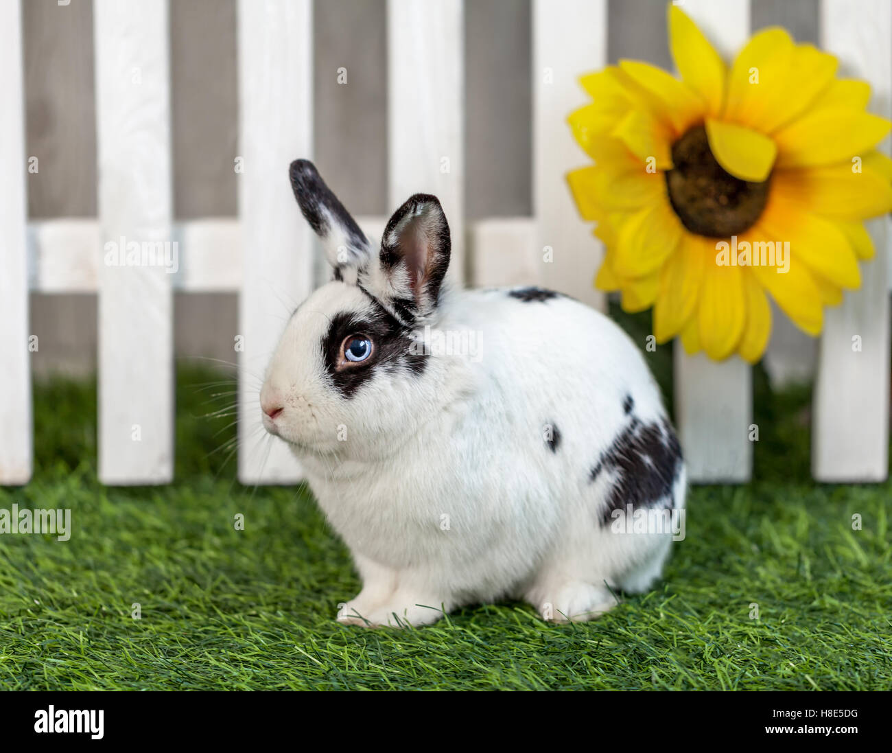 Black and white rabbit on the grass near the fence with flowers Stock ...