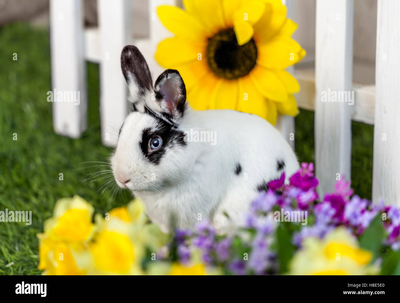 Black and white rabbit sitting on the grass in the garden with flowers ...