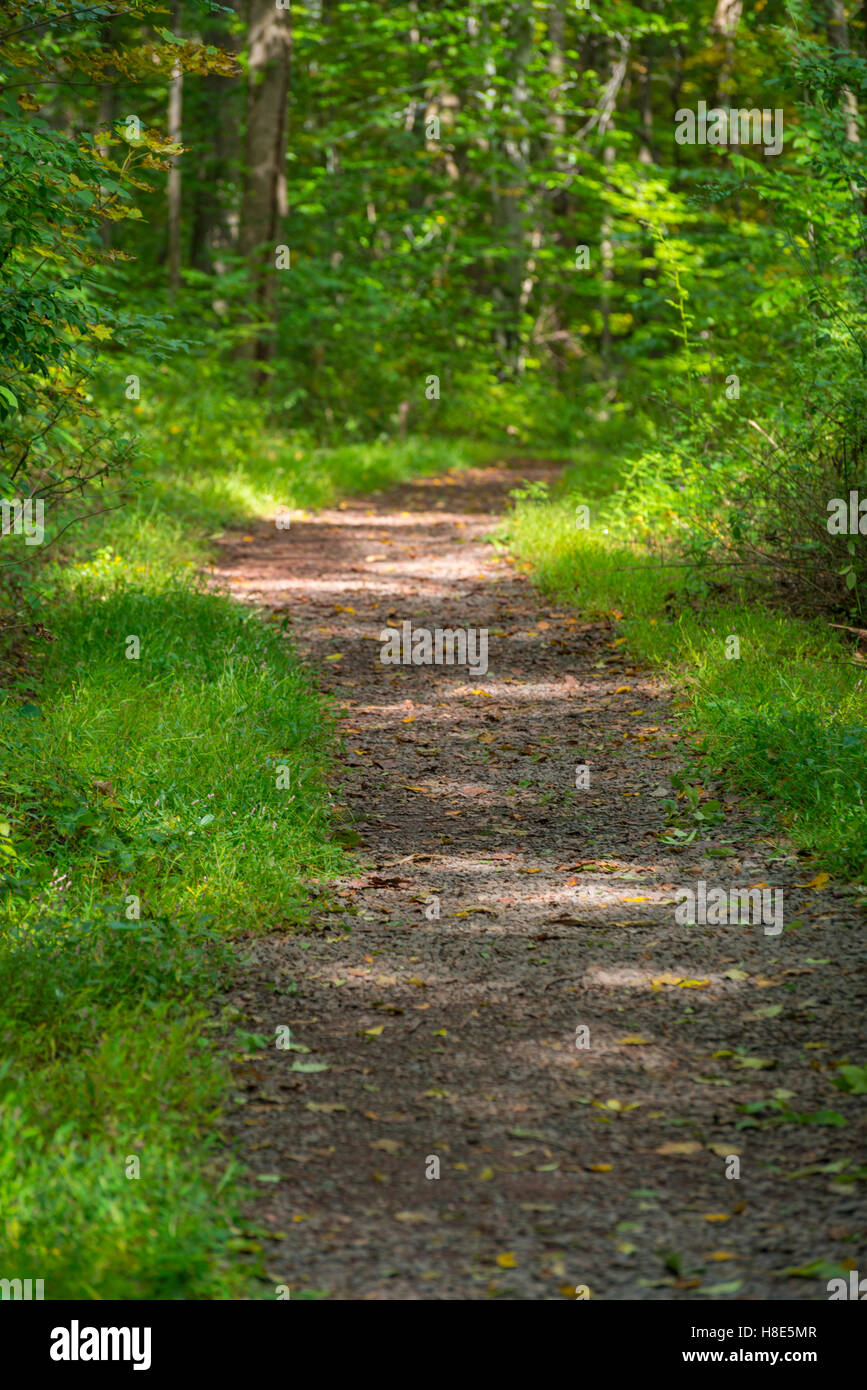 Wood Chip Hiking Trail In Forest, Pennsylvania USA Stock Photo