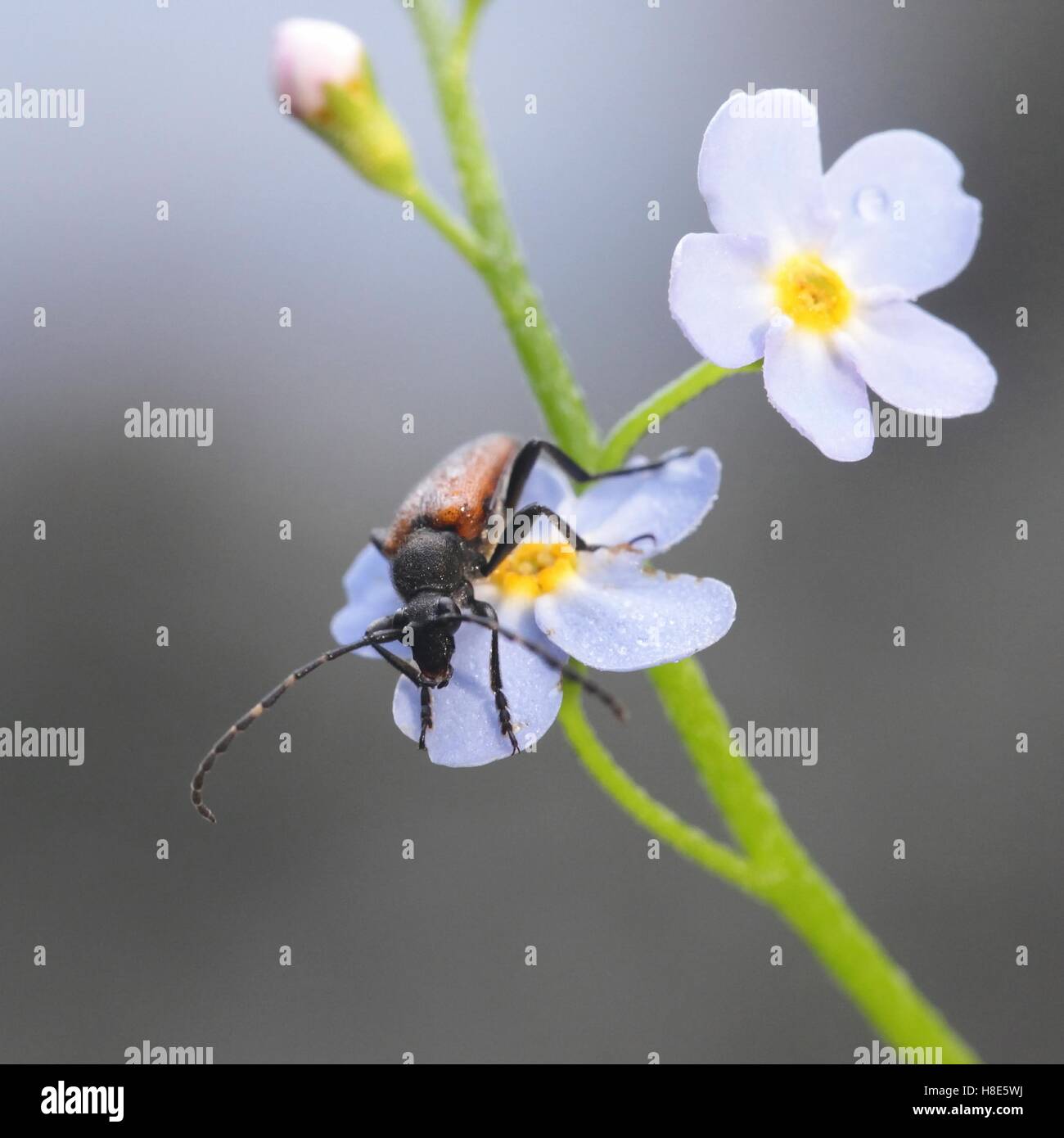 Longhorn beetle, Stictoleptura maculicornis Stock Photo