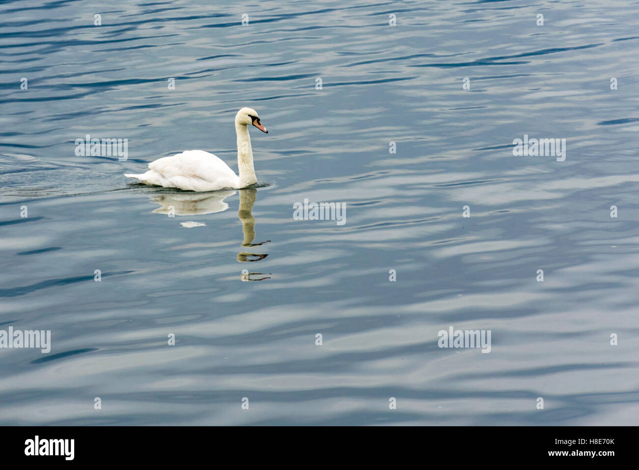 The swan Stock Photo