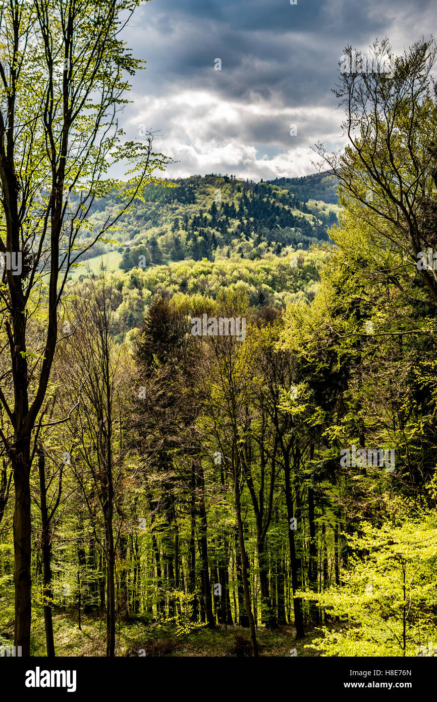 Colorful cloudy forest hi-res stock photography and images - Alamy
