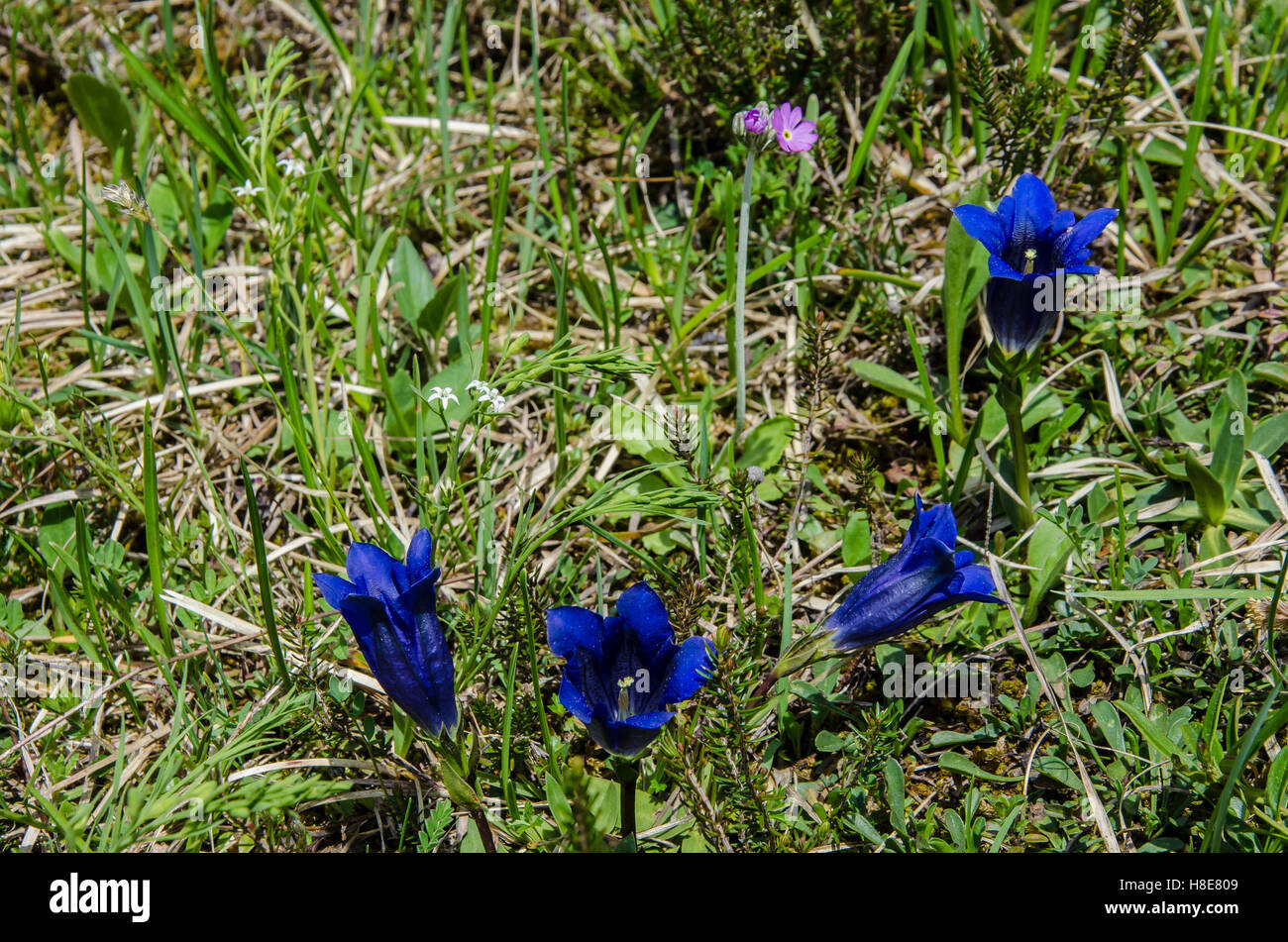Spring flowers in Bavaria Stock Photo Alamy